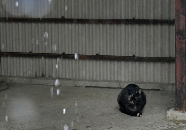 画像: ISO5000。雨の降る暗いシーンでしたが、かなり強めに照らしてみました。