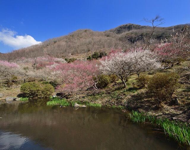 画像: 池に映える湯河原梅林