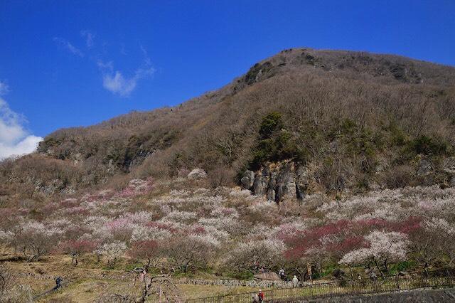 画像: 下から見上げた湯河原梅林