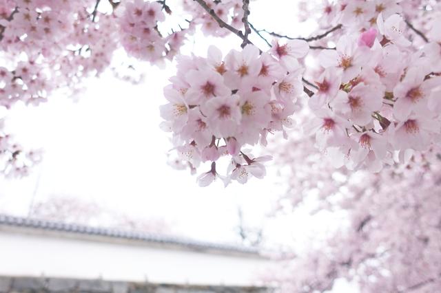 画像: オススメ撮影スポットその1〜福岡城の石垣