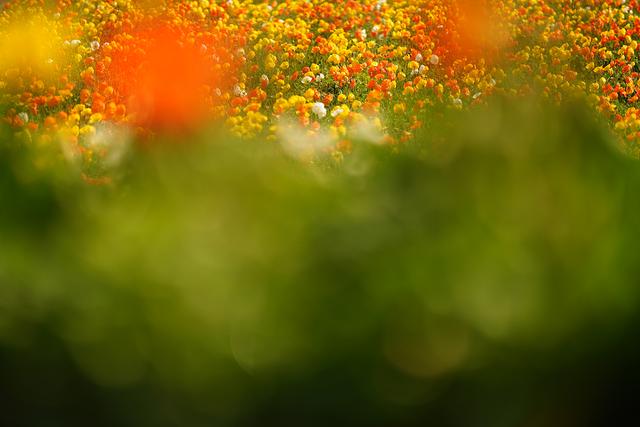 画像: ■ソニーα7R Ⅲ FE 135mm F1.8 GM 絞り優先AE(F2 1/3200秒) マイナス0.3露出補正 WB:太陽光 ISO100