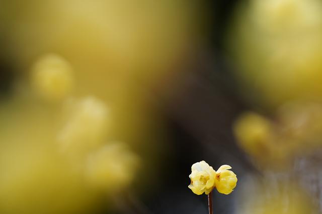 画像: ■ソニーα7R Ⅲ FE 135mm F1.8 GM 絞り優先AE(F3.2 1/320秒) マイナス0.3露出補正 WB:マニュアル ISO100