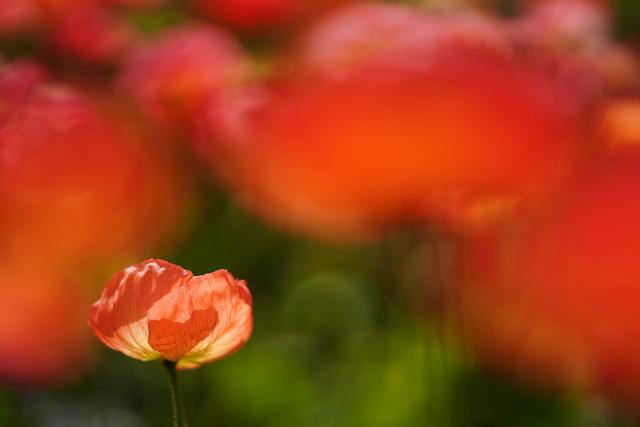 画像: ■ソニーα7R Ⅲ FE 135mm F1.8 GM 絞り優先AE(F1.8 1/5000秒) マイナス0.3露出補正 WB:マニュアル ISO100