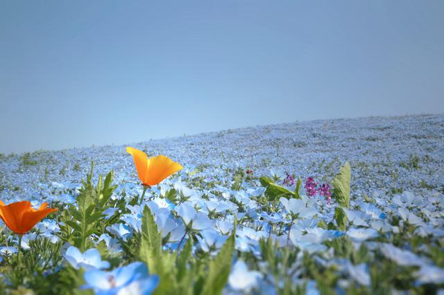 画像1: GWはネモフィラの海で空中散歩!