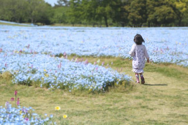 画像3: GWはネモフィラの海で空中散歩!