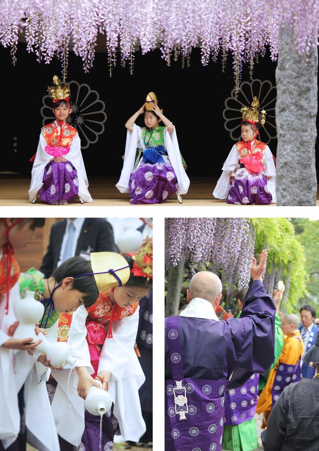 画像1: 武蔵寺では毎年4月29日に藤供養祭が行われとると!