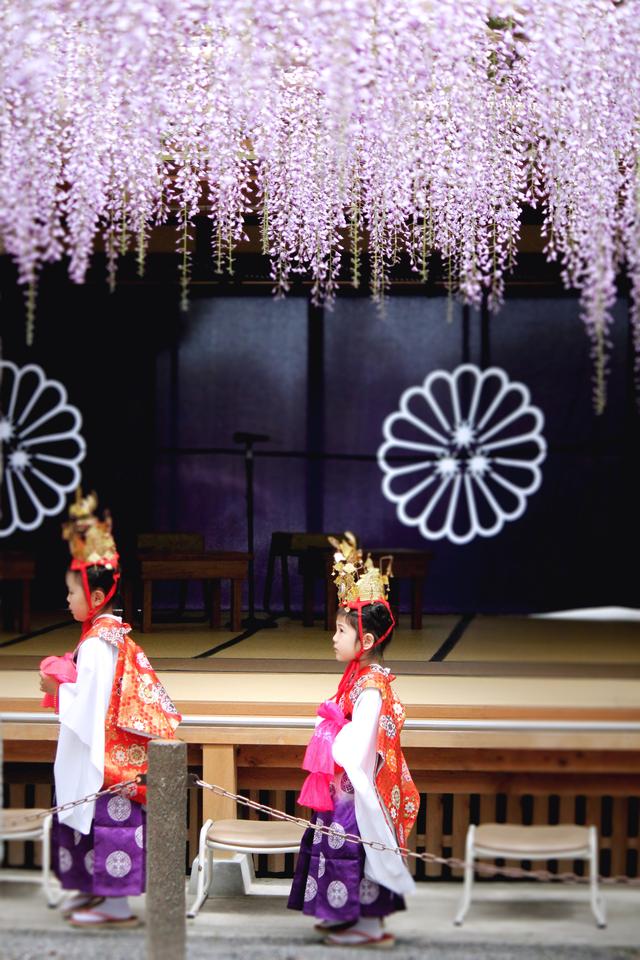 画像2: 武蔵寺では毎年4月29日に藤供養祭が行われとると!