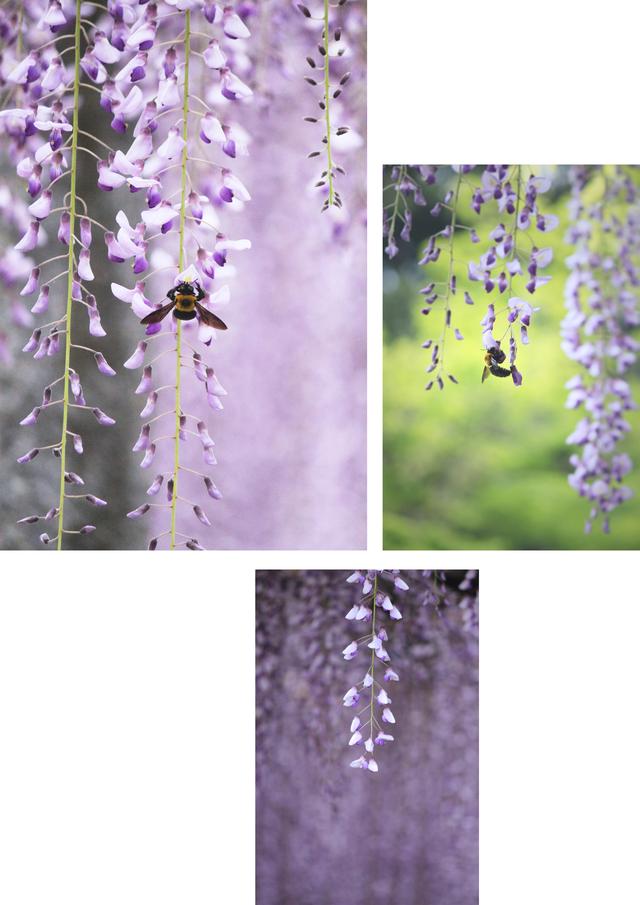 画像2: 「長者の藤」の花房は1メートルを超えるとよ!