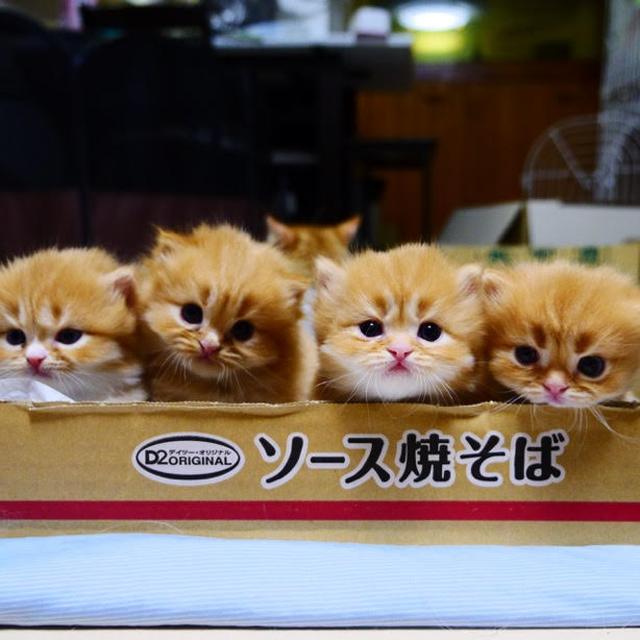 画像: 【マンチカンズ】