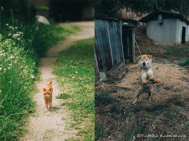 画像: 上村 雄高「Call my name 原発被災地の犬猫たち 2019」