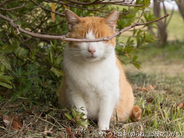 画像: サトウ ヒロキ(のらねこに反応しがち)