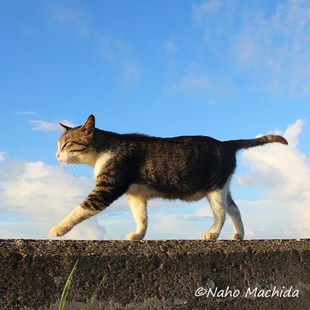 画像: NAHO