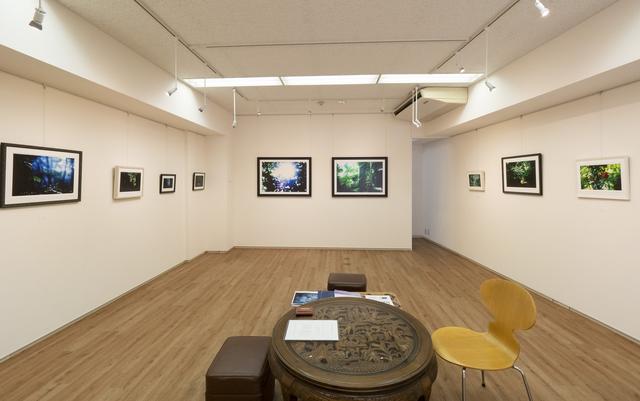 画像: 『Greenery in the darkness』展示風景