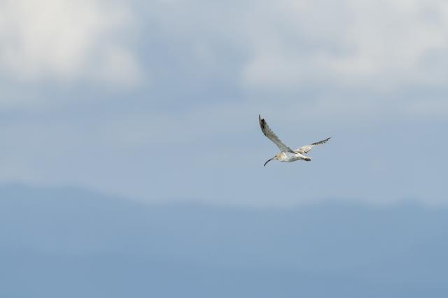 画像: ■ソニーα7R Ⅳ FE 600mm F4 GM OSS 絞りF5.6 1/2000秒 ISO320