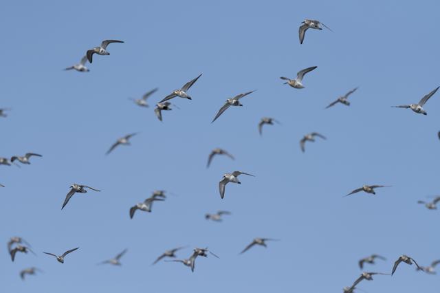 画像: ■ソニーα7R Ⅳ FE 600mm F4 GM OSS 絞りF5.6 1/2500秒 ISO250