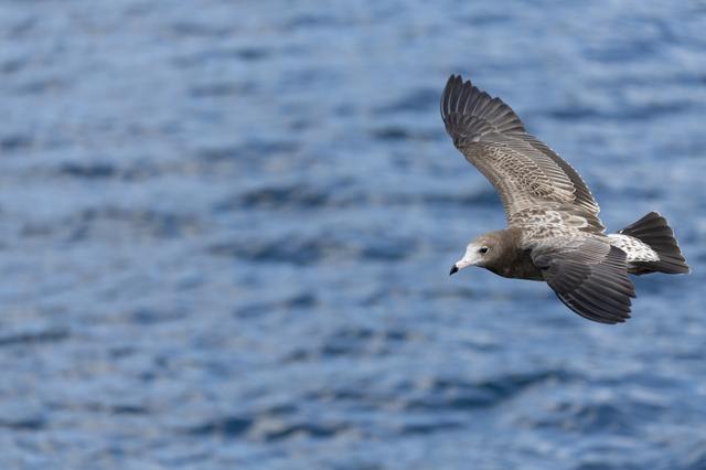 画像: ■ソニーα7RⅣ FE 100-400mm F4.5-5.6 GM OSS (212mm相当) 絞りF5.6 1/2500秒 ISO640