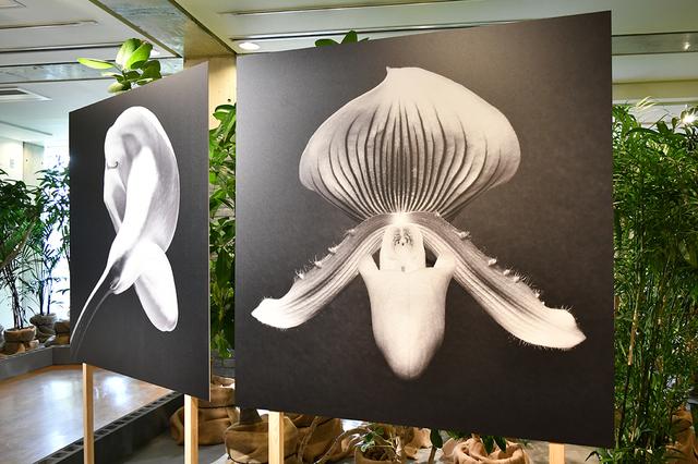 画像: 「ロバート・メイプルソープ」の作品。屋内で植物とともに展示されている。