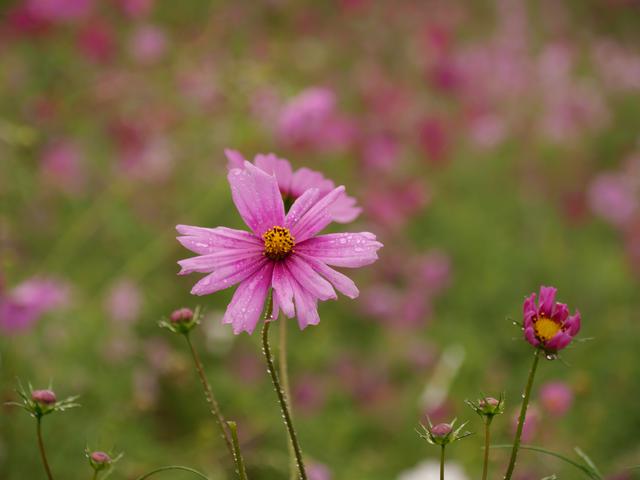 画像: ■焦点距離 84mm 絞り F5.4 1/160秒 ISO 200