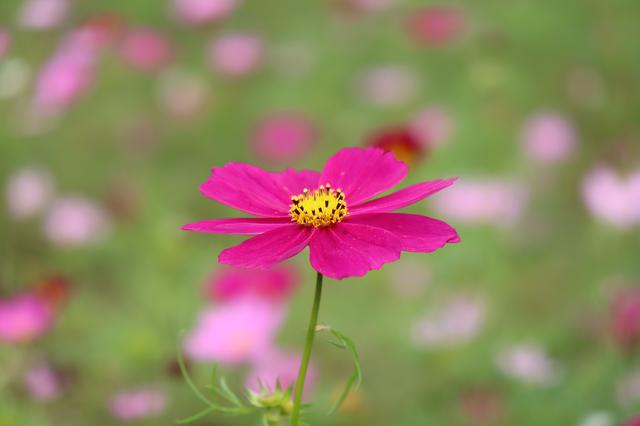 画像: <写真1>秋桜をマクロモードで撮影。風により若干ピントは外しましたが、ボケは綺麗に出ていると思います。