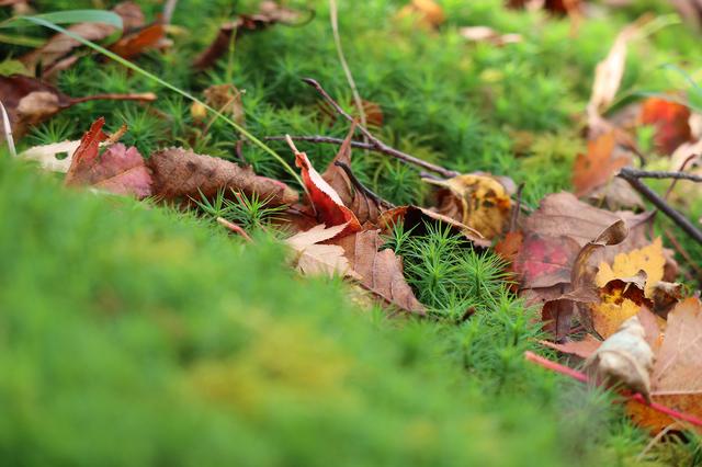 画像: <写真5>苔の森の中で前ボケと後ボケ。落ち葉はしっかり解像していますね。