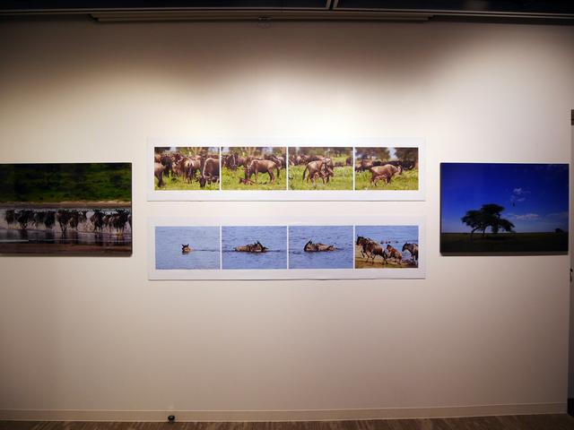 画像2: 金子裕昭 写真集発売記念写真展
「生きる強さ」Strength to Live - An African Savanna Storyは、本日11月20日(水)よりリコーイメージングスクエア新宿で
開催中!