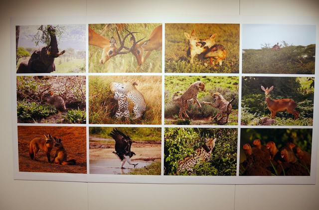 画像1: 金子裕昭 写真集発売記念写真展
「生きる強さ」Strength to Live - An African Savanna Storyは、本日11月20日(水)よりリコーイメージングスクエア新宿で
開催中!