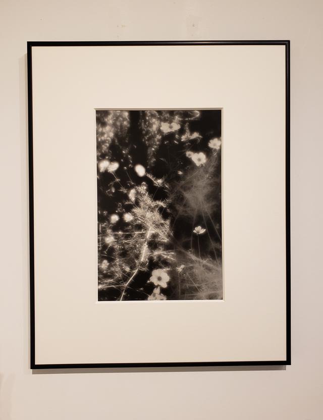 画像: 展示作品より。 会場では、平林達也さんの写真集「白い花 White Flowers」(UI出版/2018年)やポストカードなども販売中です。