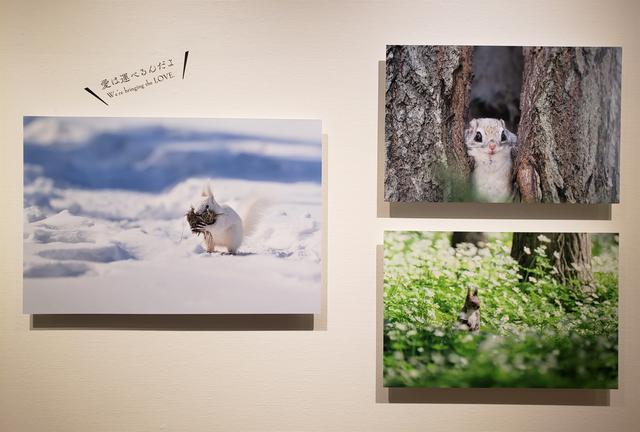 画像: 展示作品より。原田さんが撮影したリスの仕草や表情を見ているだけで、自然に笑みがこぼれ、心がほっと癒されます。