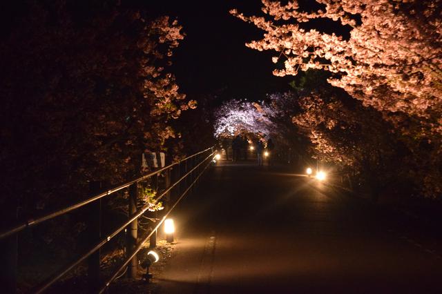 画像: 夜桜の撮影も!