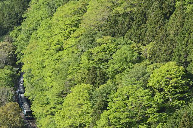 画像: ■ 228mm 絞りF8 1/1000 秒 ISO400 ※ 2019 年5月2日16 時撮影