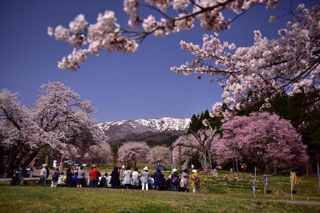 画像: 釜の越農村公園の桜群
