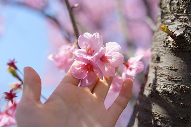 画像: ■ソニーα7Ⅱ FE 50mm F1.8 絞りF4 1/1000秒 ISO100