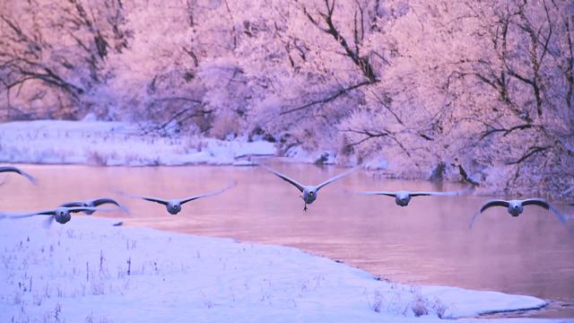 画像: 「春夏秋冬 Four seasons in Japan」より タンチョウ、サクラ、菜の花、砂浜、鉄道などフォトジェニックな被写体で日本の四季を堪能できる。 上映時間約2分2秒。