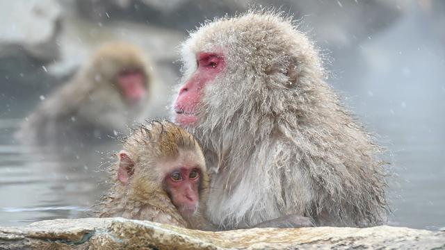 画像: 「Snow Monkey」より 長野県の地獄谷温泉のニホンザルたち。湯に浸かる動作や表情は、まるで人間のようで共感を覚える。子ザルのかわいらしいしぐさや表情も魅力的。 上映時間約2分16秒。