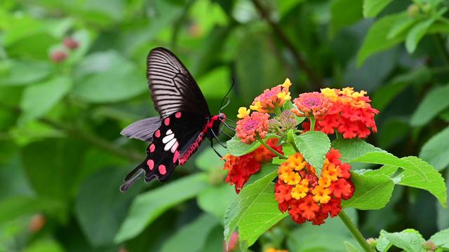 画像: 「The paradise of creatures」より 石垣島の植物、野鳥、昆虫など。南国のユニークな生き物たち。 上映時間約2分6秒。