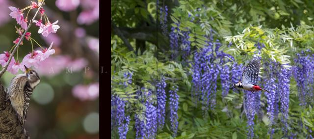 画像3: 野鳥写真家・水中伸浩さんの初写真集「Art of Wildbird」が
好評発売中!