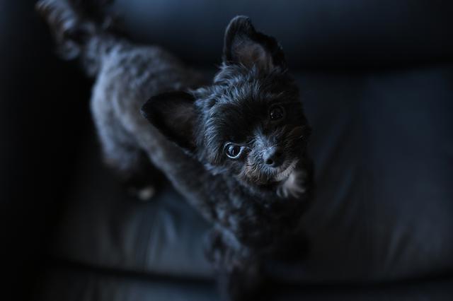画像: ▲黒い犬を撮影するのにオススメなのが、しっかりと目にキャッチライトを入れることが大切。光を意識し、毛並みや瞳の輝きを写し取ることによって、生き生きとした写真になる。この一枚は、あえて黒いソファーの上で黒い犬を撮影。瞳に光を入れることで、表情がはっきりとして真っ直ぐでピュアな目線を撮影することが出来た。 ■ニコン D850 50mm F1.8 絞りF2.8 1/80秒 ISO800