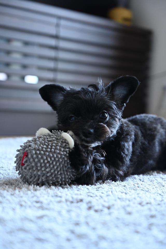 画像: ▲犬がおもちゃで遊んでいるところを、リビングに寝そべって撮影。犬の高さに目線を合わせることによって臨場感のある、良い表情を捉えられた。犬が動いているシーンは「動物瞳AF」が活躍する。遊んでいるときはリラックスしているので、”おうちフォト”ならではの写真が撮れる。一瞬ごとに変化する可愛い表情を捉えるのに何回もシャッターを押した。 ■ニコン Z 7 NIKKOR Z 24-70mm F4 S 焦点距離70mm 絞りF5 1/60秒 ISO1250