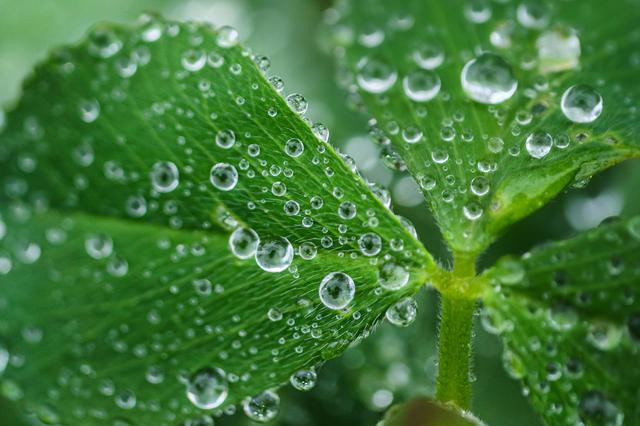 画像: 「水滴で楽しむ」 ▲雨の日でも、玄関先なら気軽に撮影できる。やっぱり、水滴+植物はほんとうにフォトジェニック。もちろん、日々、水をあげるときに撮ってもいいけれど、やっぱり自然の雨が一番ステキ。そんな絶好のチャンスを捉えやすいのも、家撮りの最大のメリットかも。 ■パナソニック G9 LEICA DG MACRO-ELMARIT 45mm F2.8 絞りF2.8 1/500秒 ISO800