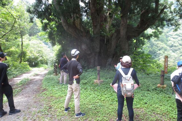 画像: 洞杉 スギの周りには遊歩道があり、散策できる。