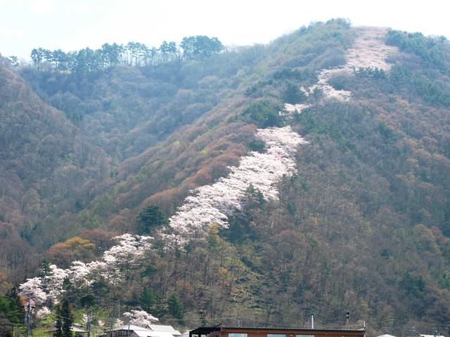 画像: 光城山の桜