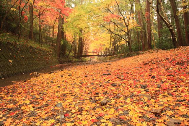 画像: ▲第17回写真コンテスト最優秀賞「落葉の宮川」。錦おりなす宮川のほとり、秋色のグラデーションは息を呑む美しさ。