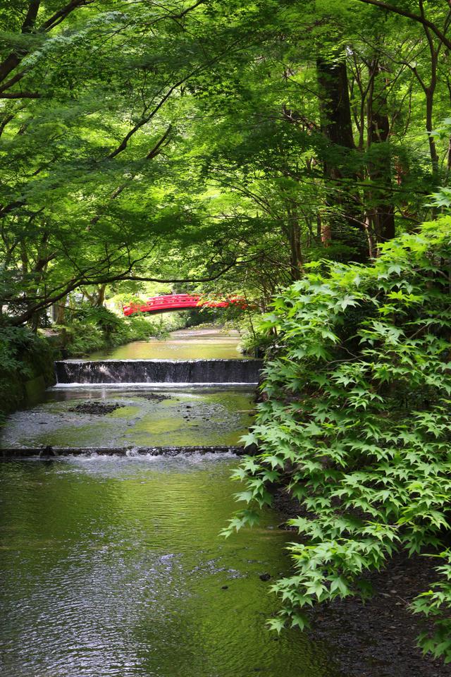 画像: ▲宮川の新緑を望む。ご神域を流れる清流(宮川)に映り込む青葉モミジが眩い。