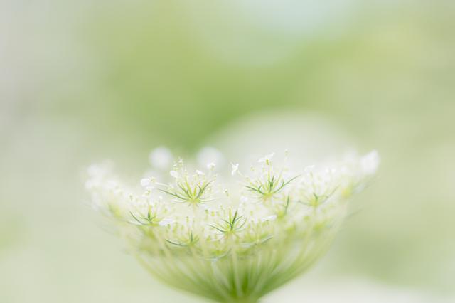 画像2: www.tamron.jp