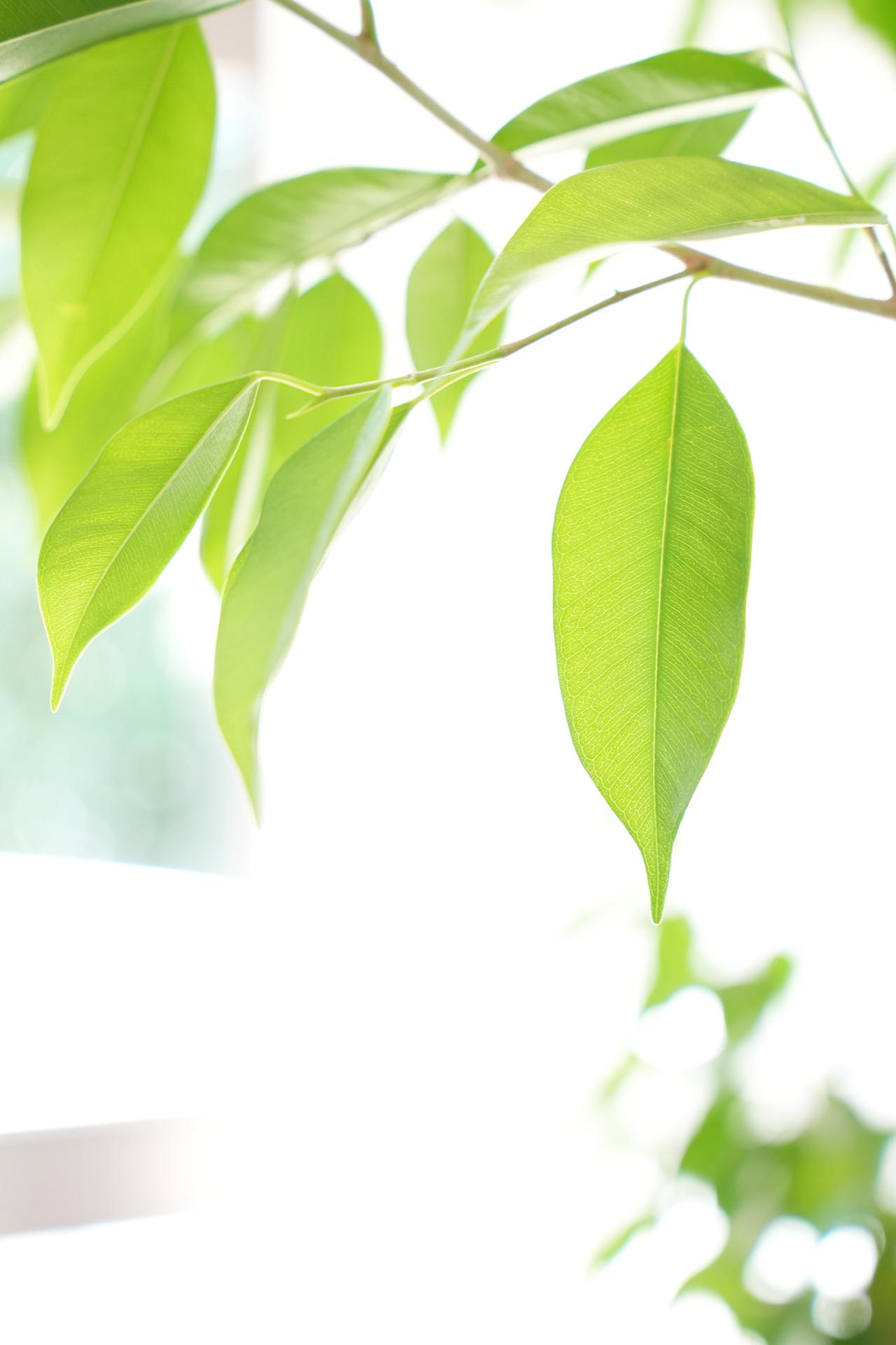 画像: 【α7C Ⅱ】ハイキーにしたかったので大胆にプラス補正して撮影。こういったシーンでもAFは迷わない。レンズが良いこともあって柔らかな雰囲気で撮る事ができた。α7CRと比べると階調性は少しタイトだけど、比べなければ全く気にならない。 ■α7C Ⅱ タムロン 17-50mm F/4 Di Ⅲ VXD 絞りF4.0 1/50秒 プラス3.7露出補正 ISO 1600 WB:オート クリエイティブルック:NT AFモード:AF-C フォーカスエリア:ワイド