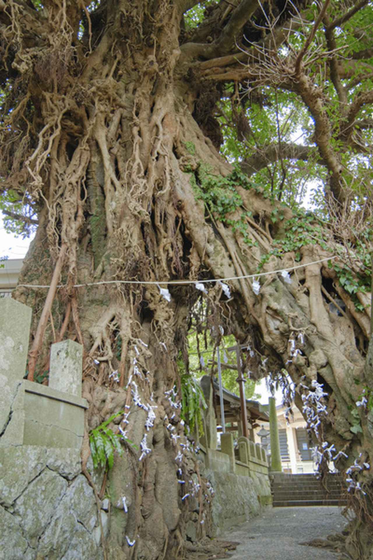 画像: 奈良尾神社にはこんな不思議なトンネルが!
