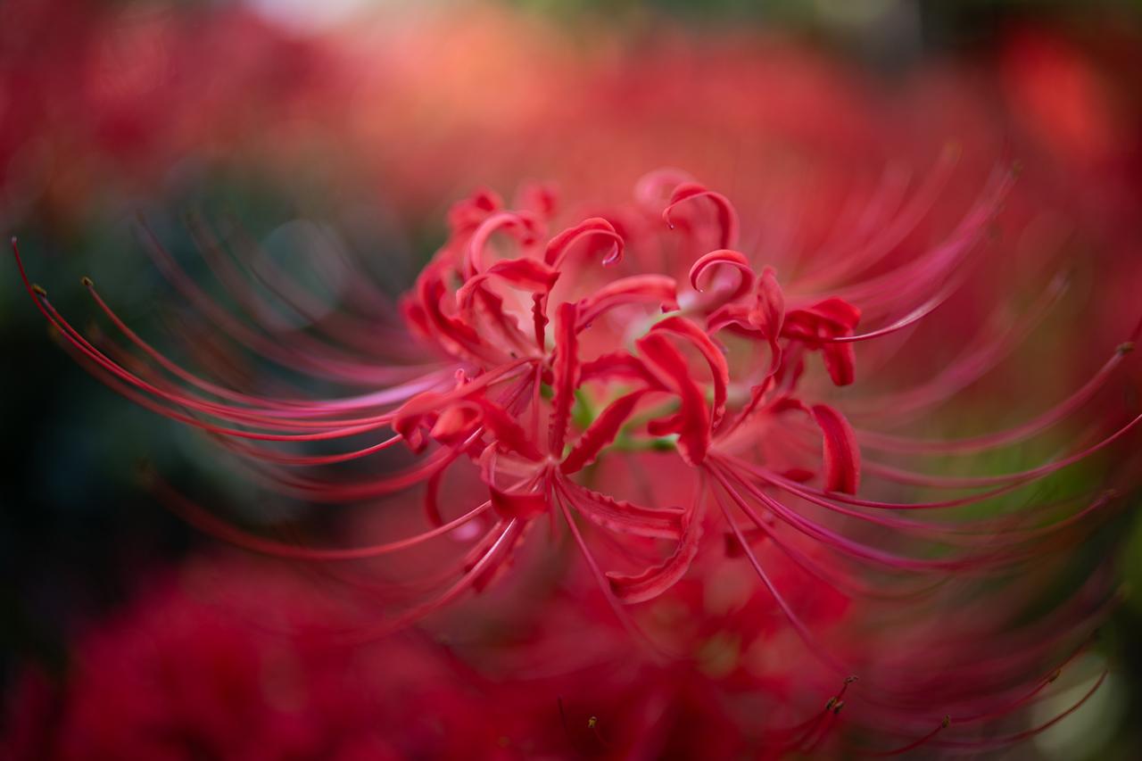 画像: ■絞りF1.2 1/500秒 ISO100