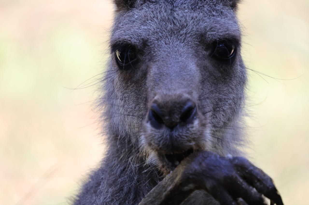 画像: こちらは動物園のカット。不敵な笑みを浮かべるカンガルーをアップで。480mm相当だとこういう顔のアップなども狙いやすい。距離感さまざまな動物園ではかなり役に立つだろう。ピント位置の画質もシャープだ。 ■絞りF6.3 1/500秒 プラス0.3露出補正 ISO1000(300mm時)