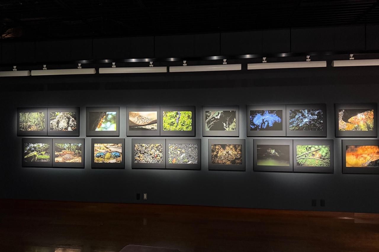 画像3: 佐藤和斗 写真展「生き物たちの暮す森」はキヤノンギャラリー銀座で好評開催中!11月8日(土)まで。キヤノンギャラリー大阪では12月9日(火)~12月25日(木)に開催!