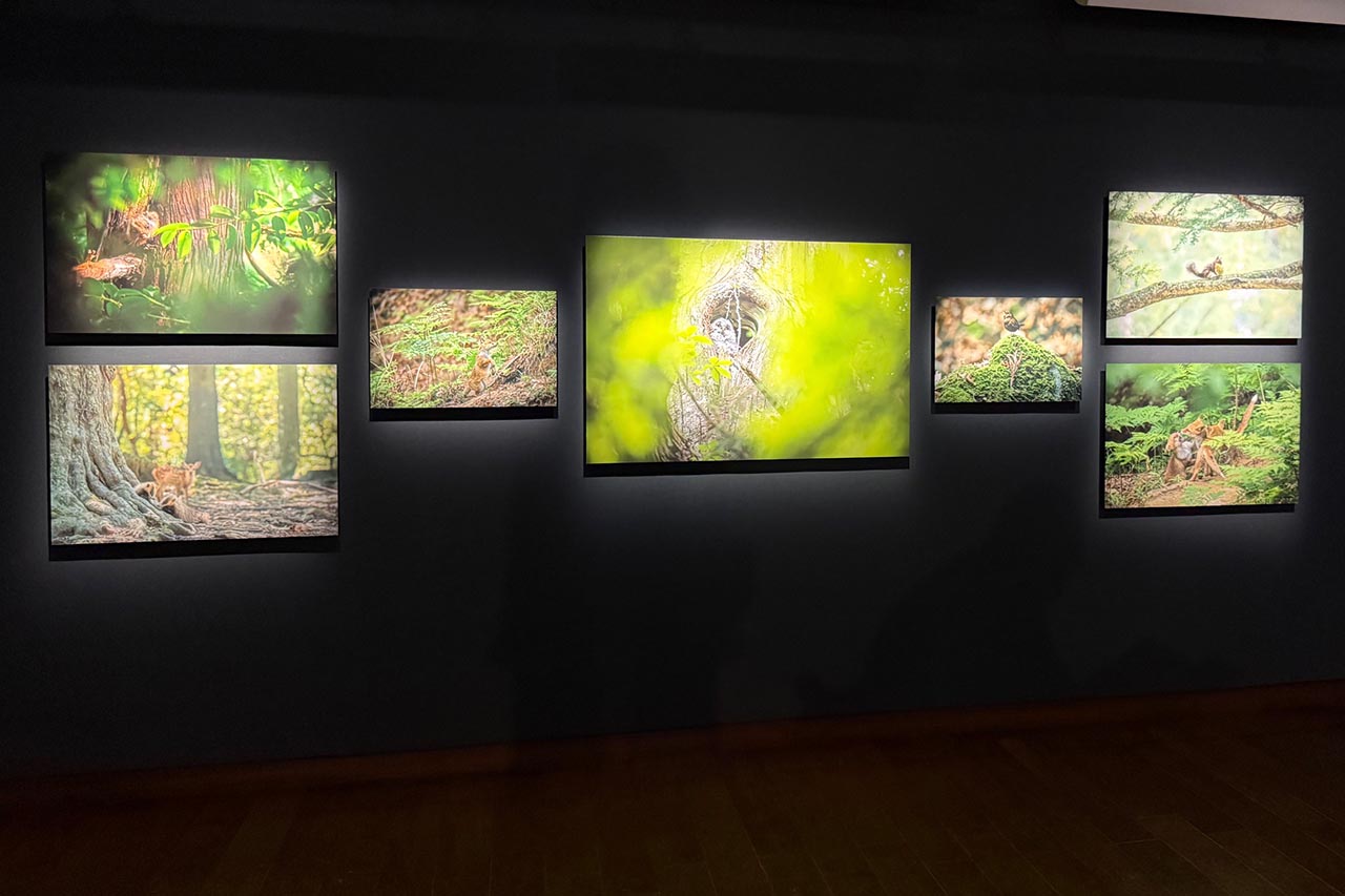 画像2: 佐藤和斗 写真展「生き物たちの暮す森」はキヤノンギャラリー銀座で好評開催中!11月8日(土)まで。キヤノンギャラリー大阪では12月9日(火)~12月25日(木)に開催!